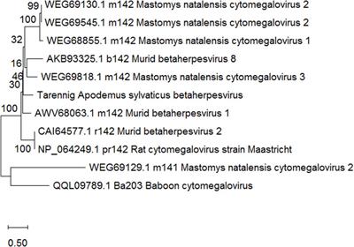 A novel morbillivirus and a novel betaherpesvirus infecting the Wood Mouse in the UK